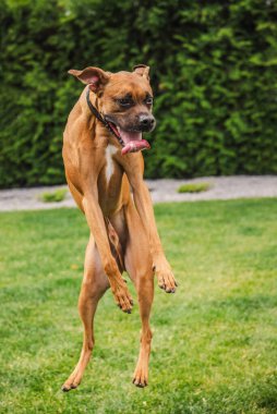 Atletik kahverengi boksör köpeği havanın ortasında enerjik bir şekilde yeşil çimlerin üzerinde zıplarken, dilleri dışarı fırlamış ve kulakları dışarıda oyun saatinde kanat çırparken. Yüksek kalite fotoğraf