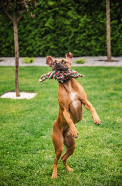 Enerjik boksör köpeği ağzında şenlikli kırmızı ve yeşil bir ip oyuncağıyla, kulaklarında kanat çırparak ve neşeli bir bahçe sahnesine odaklanmış gözlerle zıplıyor. Yüksek kalite fotoğraf