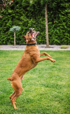 Kaslı kahverengi boksör köpeği havadayken çimlerin üzerinde zıplayarak yeşil ip oyuncağı yakalıyor. Yüksek kalite fotoğraf