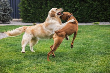 Golden Retriever ve Alman boksör köpekleri arka bahçedeki yeşil çimlerde neşeyle güreşiyorlar, enerji ve hareketle dolu. Yüksek kalite fotoğraf