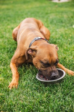Kahverengi boksör köpeği çimenlerin üzerinde gözleri kapalı yatıyordu. Bahçedeki oyun saatinden sonra metal bir kaseden su içmeye odaklanmıştı. Yüksek kalite fotoğraf