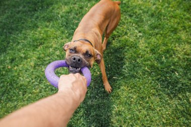 Enerjik Alman boksör köpeği, çimenli arka bahçede mor bir yüzük oyuncağını sıkıca ısırarak bir insanla çekişme oyunu oynuyor. Yüksek kalite fotoğraf