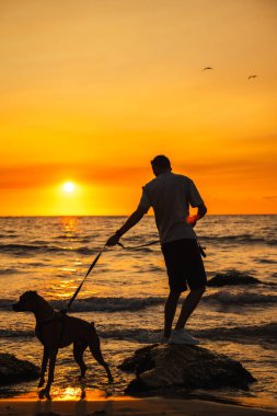 Alman boksör köpekli adam kayalık sahilde duruyor, gün batımında deniz kenarında köpeğe bakarken tasmayı tutuyor. Yüksek kalite fotoğraf