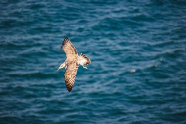 Mavi okyanus yüzeyinde kanatları tamamen açık bir şekilde süzülen bir martı. Yüksek kalite fotoğraf