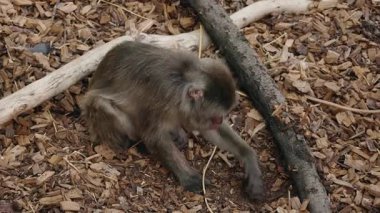 Japon makağı ahşap parçalarıyla kaplı yerde oturuyor, aşağıya bakıyor ve yüzeye dokunuyor. Yüksek kalite 4k görüntü