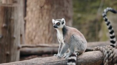 Halka kuyruklu lemur bir ağaç gövdesine tünemiş, dikkatli bir bakışla başını geriye çeviriyordu. Yüksek kalite 4k görüntü