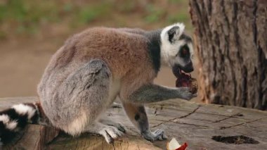 Halka kuyruklu lemur ağaç kütüğünde oturuyor ve pençesinde tutulan yiyecekleri yiyor. Yüksek kalite 4k görüntü