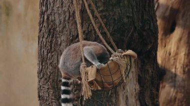 Halka kuyruklu lemur ağaca bağlı bir sepete tırmanıyor. Yüksek kalite 4k görüntü