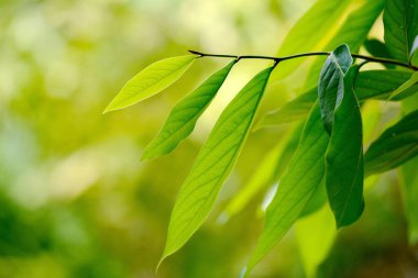 Yeşil yapraklar arka plan. Doğal yaprak hatları.