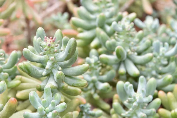 Jelibon sedum kaktüsü ya da botanik bahçesindeki Sedum pachyphyllum 'un yakın plan görüntüsü.
