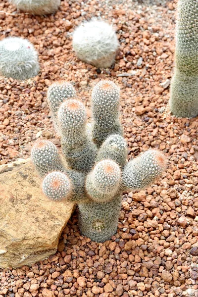 Güneş ışığının altındaki yoğun dikenli kaktüs ağacı güzel görünüyor..