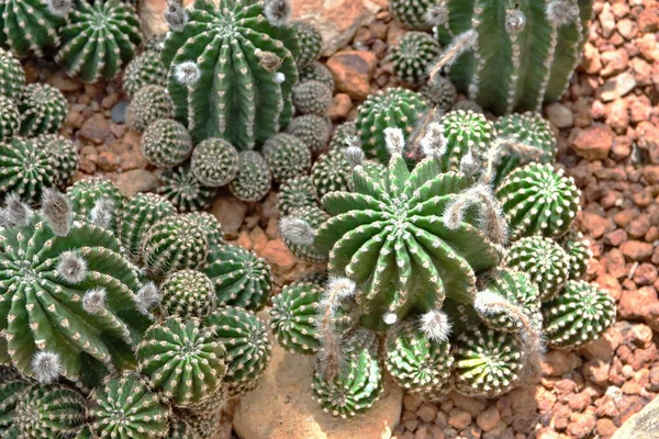 Cactus Dicht Doornige Cactus Boom Onder Het Zonlicht Ziet Prachtig — Stockfoto