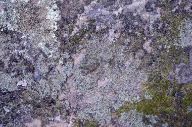Lichen and Moss on a Rock Close Up, Texture