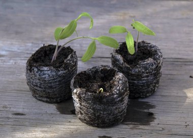 Colorful Mexican Clay Pots Hanging by Ropes From Natural Wooden Beams