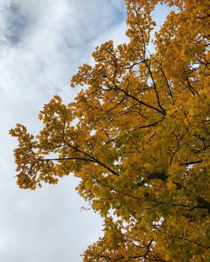 Tallinn, Harjumaa, Estonya, Eylül 2019 'da bulutlu bir gökyüzüne karşı sarı sonbahar yapraklı ağaç