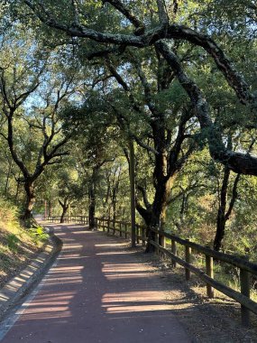Ağaç sokakları ve Portekiz, Braga 'daki Monte Picoto parkının bisiklet yolu, Ağustos 2023