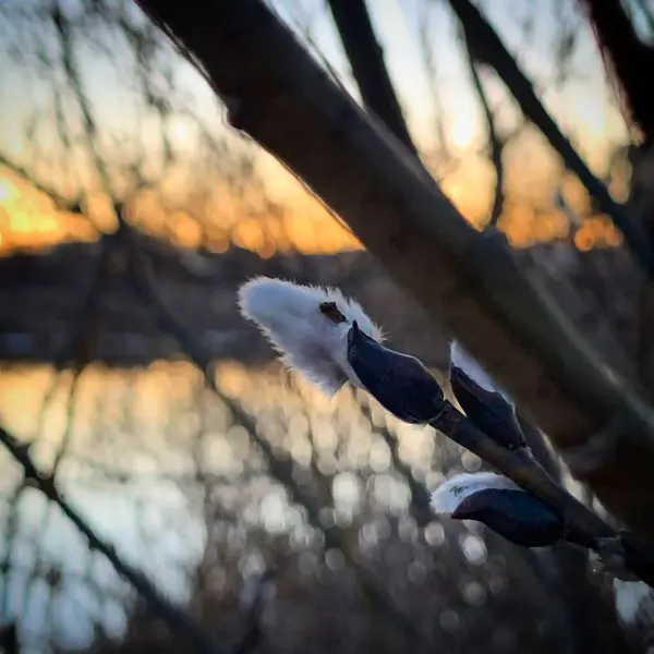 Pussy willow buds at the sunset near Tartu, Tartu maakond, Estonia, March 2021