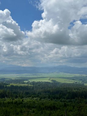 Yazın yeşil tarlalar ve orman
