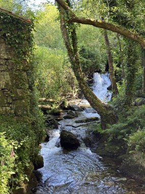 İspanya 'da ormandaki yeşilliklerle çevrili bir şelalenin dikey görüntüsü.