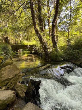 Ormandaki nehrin güzel doğası.