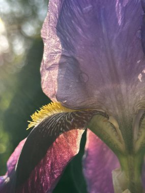 Güzel botanik fotoğrafı, doğal duvar kağıdı.