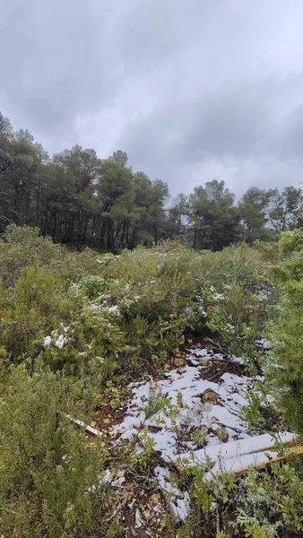 Snow in the mountains of Ibiza, a short distance from the sea. Vertical footage