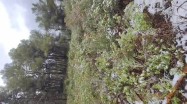 Snow in the mountains of Ibiza, a short distance from the sea. Vertical video footage.