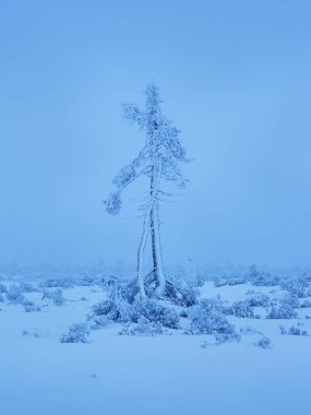 Karkonosze Dağları 'na kış saldırısı. Karla kaplı kozalaklı ağaçlar. Güzel kış manzarası.