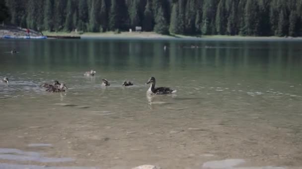 Close Ducks Swimming Black Lake Durmitor National Park Montenegro — Stock Video