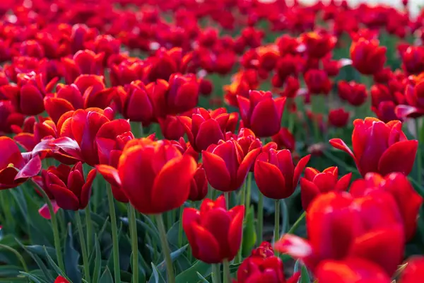 Gebied Van Bloeiende Rode Tulpen Een Lentedag Selectieve Focus Rechtenvrije Stockafbeeldingen
