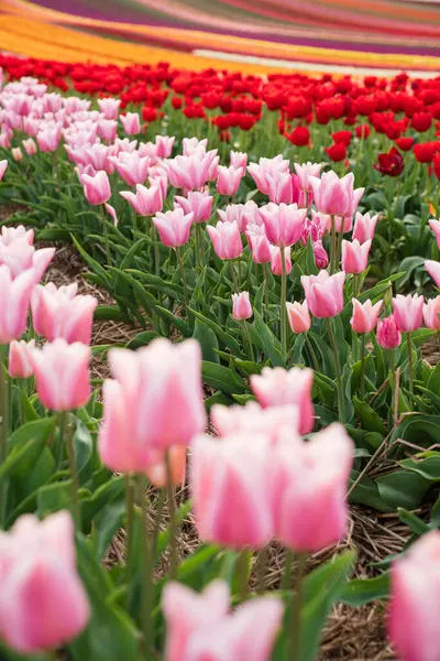 Kleurrijk Veld Van Bloeiende Tulpen Een Lentedag Selectieve Focus Verticaal Stockfoto