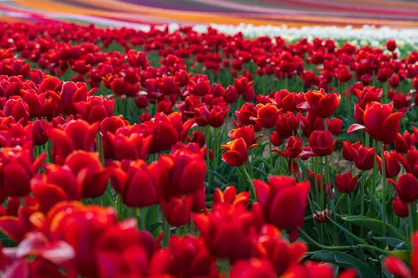 Gebied Van Bloeiende Rode Tulpen Een Lentedag Selectieve Focus Stockfoto