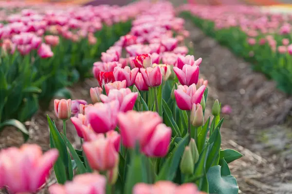 Gebied Van Bloeiende Tulpen Een Lentedag Sluiten Van Roze Bloemen Stockafbeelding