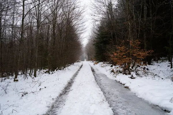 Kışın soğuk bir günde ormanda karlı ve buzlu bir patika.