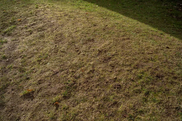 Niedriger Hügel Mit Gras Einem Sonnigen Januartag — Stockfoto