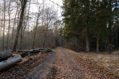 Ormanda bir sonbahar öğleden sonrası, yerde kahverengi yapraklar ve kenarlarda kesilmiş ağaç gövdeleri ile yürüyoruz.
