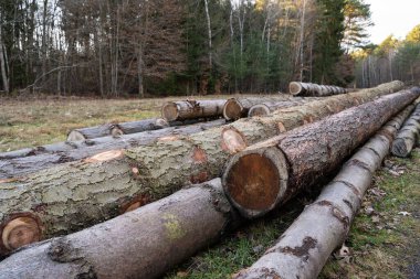 Sonbaharda ormanda kütükler birbiri üstüne yığılıp yığıldı.