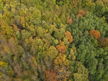 Sonbaharda yeşil, sarı ve kahverengi yapraklı ormandaki ağaçların hava manzarası.