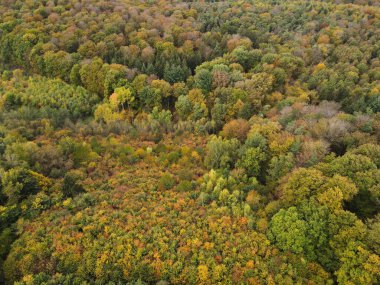 Sonbaharda yeşil, sarı ve kahverengi yapraklı ormandaki ağaçların tepesinden bak.