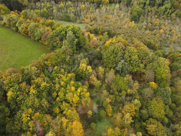 Top view of trees in the forest with green and yellow leaves in autumn