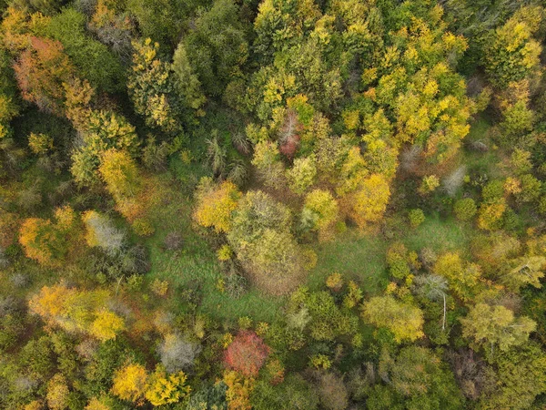 Top view of trees in the forest with yellow, brown and green leaves in autumn