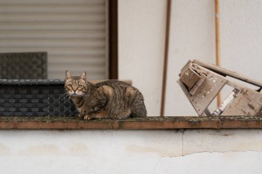 European shorthair cat with brown and gray fur lies on a wall in the backyard and relax