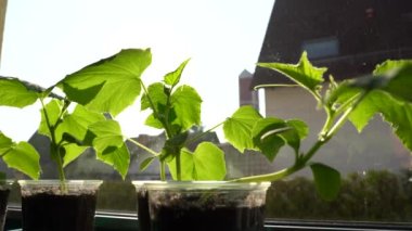 Camera movement from right to left on 3 weeks young cucumber plants standing on the windowsill and enjoying the sun rays in spring