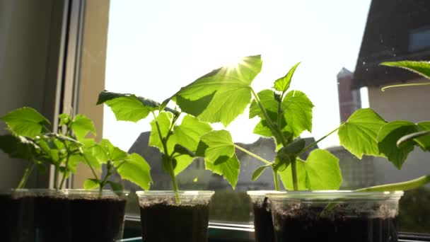 Young Cucumber Plants Windowsill Enjoying Warm Rays Sun — 图库视频影像
