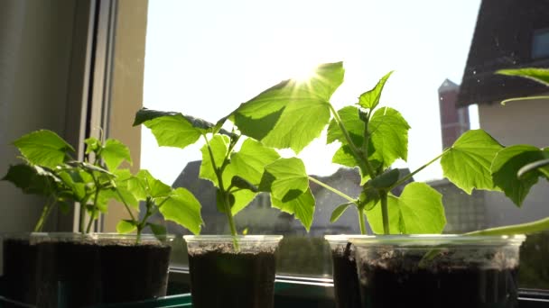 Jovens Plantas Pepino Copo Plástico Goza Dos Raios Quentes Sol — Vídeo de Stock