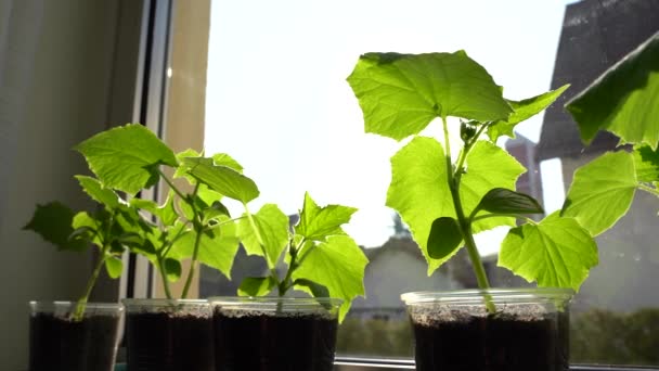 Moving Left Right Week Young Cucumber Plants Plastic Cups Windowsill — ストック動画