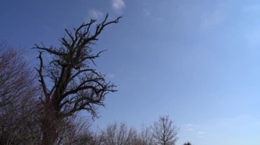 Baharda mavi gökyüzü olan soğuk bir günde birçok dalın arasında büyük yapraksız bir ağaç.