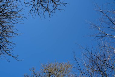 Branches of trees without leaves in the blue sky in spring with copy space in the middle