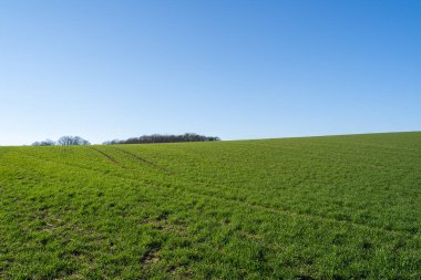 Çimenli tepe ve baharda güneşli mavi gökyüzü