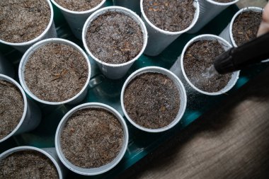 Sprey şişesiyle sularken taze ekilmiş sebzeler.